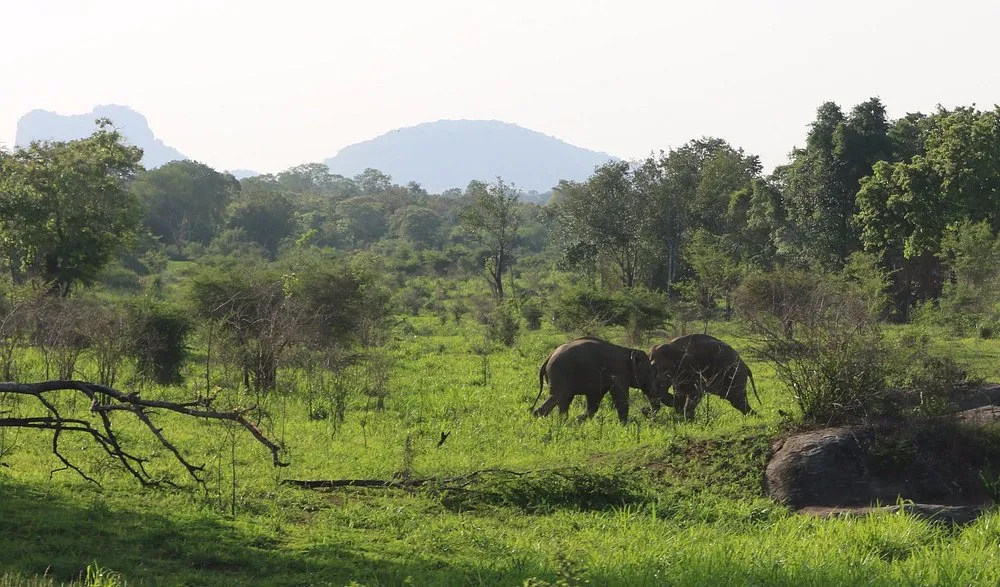 Maduru Oya Safari